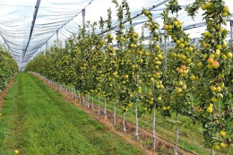 Всі яблуневі сади «Грінора Фрут» накриють градозахисною сіткою
