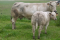 Шаролезькі корови здатні давати до 3,8 тонн молока жирністю 4,7%