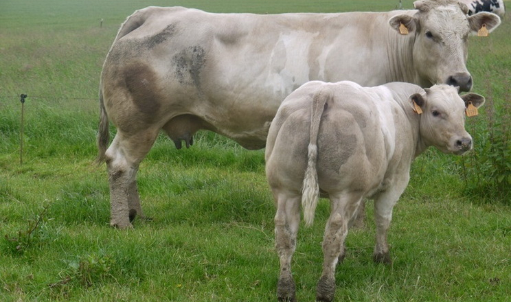 Шаролезькі корови здатні давати до 3,8 тонн молока жирністю 4,7%