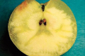 Вчені дослідили сортову схильність до скловидності яблук