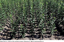 Зміна підщепи може зробити бізнес на сливі більш привабливим