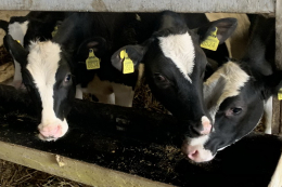 Молочна ферма Villa Milk з початку року поповнилася 37 телятами