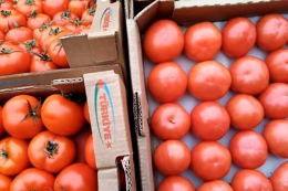 Домінування турецьких томатів на ринку України зберігається