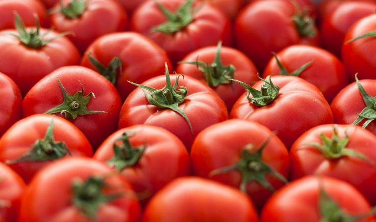 Європейське виробництво томатів знизиться на 9%
