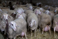 Від морфології вимені молочних овець залежить прибутковість ферми