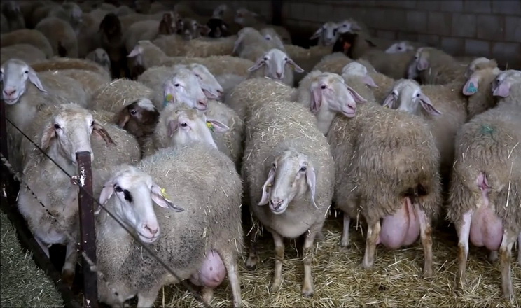 Від морфології вимені молочних овець залежить прибутковість ферми