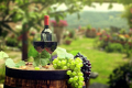 Закон про терруарні вина поліпшив ситуацію з технічним виноградом