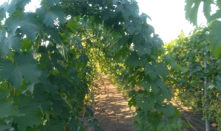 Вільне звисання однорічних пагонів винограду максимально скорочує людську роботу