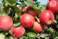 Названо вітчизняні сорти яблунь, стійких до борошнистої роси