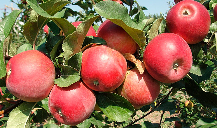 Названо вітчизняні сорти яблунь, стійких до борошнистої роси