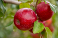 У США вивели новий сорт яблуні Triumph, стійкий до парші