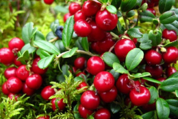 Вирощуванням журавлини фермери відновлюють торфовища