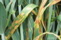 На посівах озимої пшениці прогнозують розвиток септоріозу