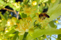 На Чернігівщині не було випадків масової загибелі бджіл