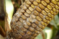 Осередкове зараження диплодіозом може повністю знищити врожай кукурудзи