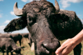 Графік запліднення буйволиць на фермі «Карпатський буйвіл» корелюють із потенційними надоями
