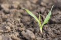 Бактерії для ґрунту вирішують проблему фосфорного й калійного живлення рослин