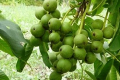 Інтенсивний горіховий сад виправданий в країнах з дефіцитом площ, – горіхівник