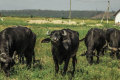 Продуктивний вік карпатських буйволиць – мінімум 15 років