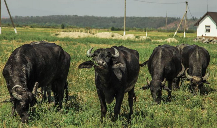 Ферма «Карпатський буйвіл» обирає самців-плідників без «родинних зв’язків» у стаді