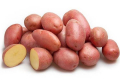 В Україні зареєстрували 4 нових сорти картоплі нідерландської селекції