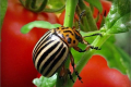 На томатах цього року прогнозують високу шкодочинність колорадського жука