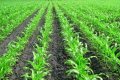 Як забезпечити кукурудзі оптимальний водно-повітряний режим ґрунту