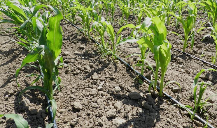 Солодку кукурудзу не варто вирощувати без поливу, – фермер