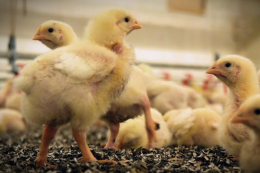 На форумі Poultry Farming обговорюватимуть, як виростити здорову птицю