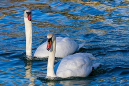 На Київщині зафіксували грип птиці у лебедів