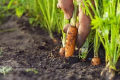 Який спосіб вирощування моркви обрати: гряди чи гребені