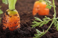 На гектар моркви за сезон витрачають 3-4 тис. кубометрів води