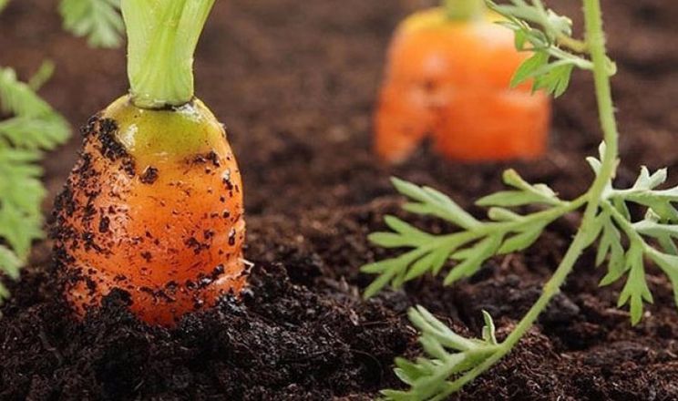 На гектар моркви за сезон витрачають 3-4 тис. кубометрів води
