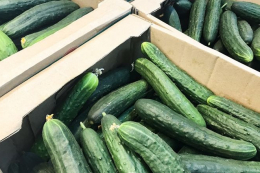 В Україні зростає вартість тепличних огірків