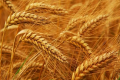 Сорти озимої пшениці «Укрлендфармінг» обирає залежно від кліматичної зони вирощування