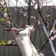 На персиках краще омолоджувати 6-7-річні гілки