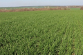 Як сівалка допоможе отримувати врожайність озимої пшениці на рівні 8 т/га