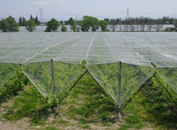 Фермерми поставили протиградову сітку, щоб захистити грона винограду від хвороб