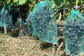 На грона винограду фермери одягають сітки-мішечки від ос та мух