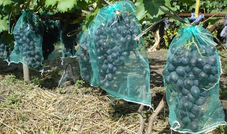 На грона винограду фермери одягають сітки-мішечки від ос та мух