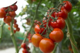 Миколаївський фермер розповів про свою технологію вирощування томату у теплиці