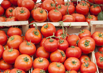 Марокко загострює конкуренцію на ринку томатів у Європі