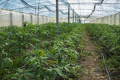 Тепличники Утконосівки намагаються виростити томати до масої появи шкідника