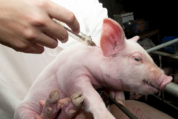 Глобинський свинокомплекс постійно оновлює ветеринарну аптеку