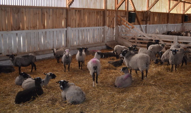 Промислове поголів'я овець і кіз за 8 місяців додало 4,5%