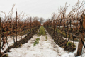 Винограду шкодить екстремальна зміна температур взимку