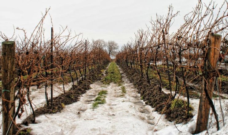 Винограду шкодить екстремальна зміна температур взимку