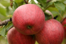 Господарство викорчувало частину саду через пересорт імпортних саджанців