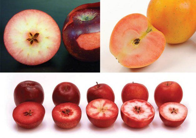 Яблукам із кольоровим м’якушем пророкують успіх клубних сортів