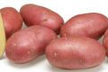Два сорти картоплі потрапили до списку 20 найбільш інноваційних сортів рослин